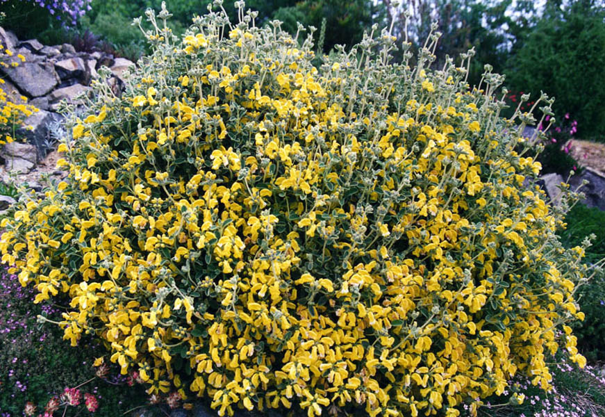 Phlomis lanata photo